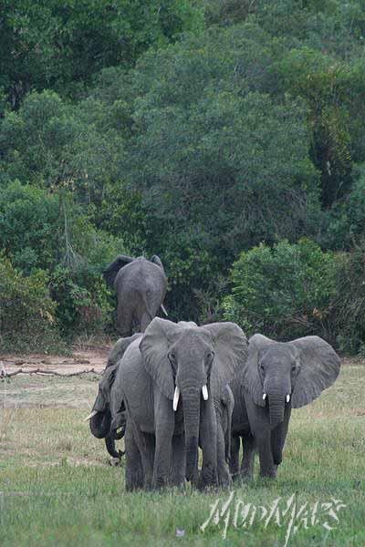 Mud Maps Africa Murchison Falls NP 2665